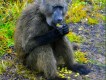 1303180533 - 000 - southafrica kruger malamala baboon